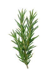 Naklejka premium Fresh rosemary sprig isolated on transparent background