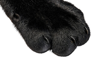 Closeup of a black cats paw isolated on transparent background