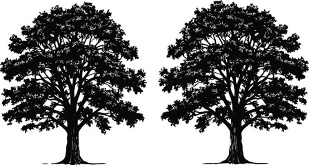 Large oak tree silhouette duo, symmetrical deciduous tree vector design, nature forest element, botanical illustration for landscapes and logos