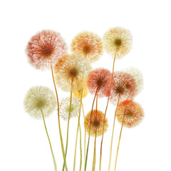 Obraz premium Cluster of pastel dandelion-like flowers
