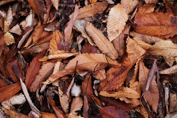 foglie secche in autunno cadute su un terreno