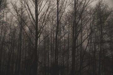 bosco di alberi decidui e spogli, avvolto dalla nebbia, al crepuscolo, in inverno, in un ambiente naturale di campagna dai colori grigi