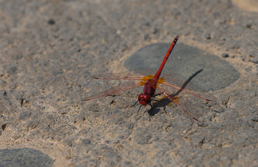 Close-Up of Dragonfly on Stone Surface by the Pool