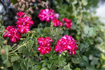 Obraz premium Striped Pink and White Geranium Flowers in Lush Greenery