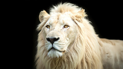 Fototapeta premium Majestic White Lion Against a Black Backdrop