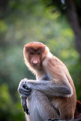 A portrait of proboscis monkey or long-nosed monkey (Nasalis larvatus) with bokeh lush foliage in the background. This primate is endemic to Borneo.