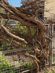 A close-up of the intertwined dried stems and branches of a climbing plant tightly wrapped around a...