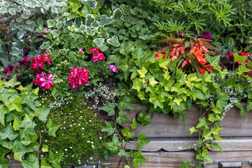 Lush Greenery and Vibrant Flowers in a Garden Planter