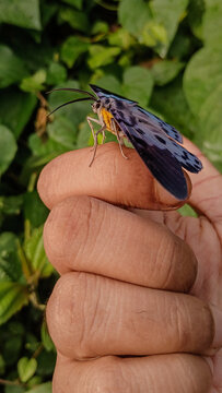A macro photograph of Dysphania percota (Blue Tiger Moth) perched on a human finger, featuring striking blue-black wing patterns against a soft green blurred background&mdash;perfect for nature photography 