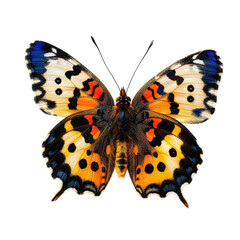 Naklejka premium Colorful butterfly wings spread, black background, nature, wildlife, poster