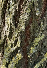The relief and rough texture of the bark of an old tree, covered with deep cracks and picturesque...