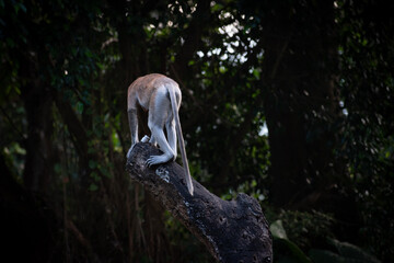 Back side view of a proboscis monkey or long-nosed monkey (Nasalis larvatus) exploring the forest, an exotic primate endemic to Borneo.