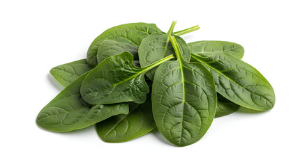 Fototapeta premium fresh spinach leaves