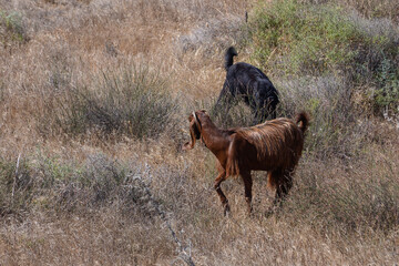 Cyprus Goats Grazing on Sunny Hillside in Rural Countryside
