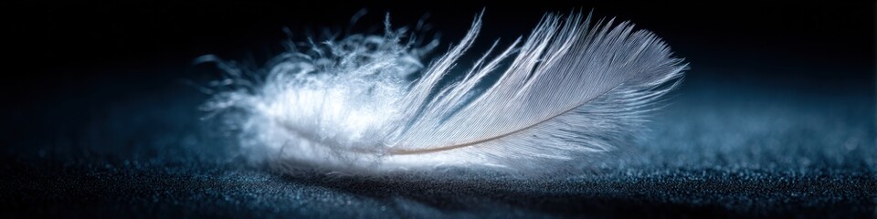 Floating feather on dark blue surface evokes peacefulness and light feelings