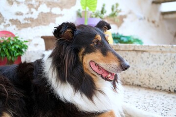 ROUGH COLLIE