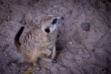Close-up of a meerkat standing on sandy ground, stay alerts on its surrounding.