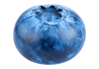 Close up macro shot of a single ripe blueberry isolated on transparent background