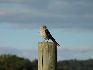 A scruffy looking northern mockingbird, during the natural molting process shedding old feathers for new ones. Middle Creek Wildlife Management Area, Lancaster County, Pennsylvania.