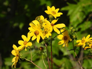 Beautiful, yellow, Bearded beggarticks, wildflowers bloomed within the Middle Creek Wildlife Management Area, Lancaster County, Pennsylvania.