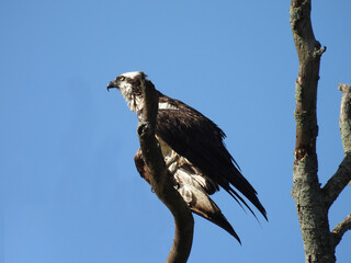 Osprey perched on a branch, under a blue sky. Middle Creek Wildlife Management Area, Lancaster County, Pennsylvania.