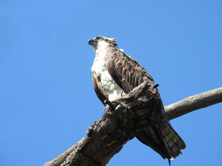 Osprey perched on a branch, under a blue sky. Middle Creek Wildlife Management Area, Lancaster County, Pennsylvania.