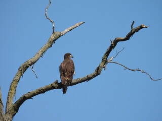 A juvenile, bald eagle, perched on a branch, under a blue sky. Middle Creek Wildlife Management Area, Lancaster County, Pennsylvania.
