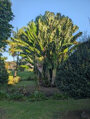 trees in garden