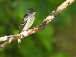 Eastern wood pewee, living within the woodland forest, of the Middle Creek Wildlife Management Area, Lancaster County, Pennsylvania.