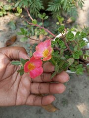 flower in hands