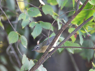A female, black-throated Blue Warbler, living within the woodland forest of the Middle Creek Wildlife Management Area, Lancaster County, Pennsylvania. 