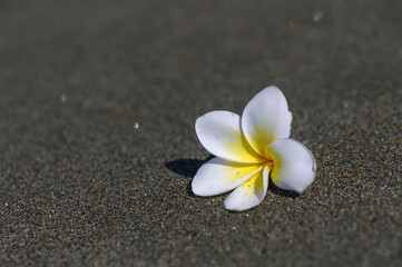 White Tropical Bougainvillea Flower on Sandy Beach in Cyprus