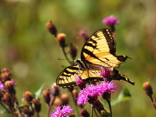 An aged, eastern tiger swallowtail butterfly, with a torn wing, sipping nectar from purple ironweed flowers. Middle Creek Wildlife Management Area, Lancaster County, Pennsylvania.