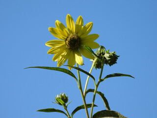 Tall sunflower bloomed during the early autumn season. Middle Creek Wildlife Manangement Area,...