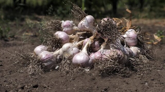 Garlic. Garlic grown and harvested in my garden falls to the ground. harvesting. Vitamins from nature. slow motion.