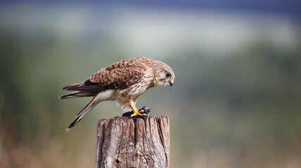 Female kestrel with prey sat on post