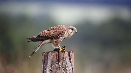 Female kestrel with prey sat on post