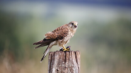 Female kestrel with prey sat on post