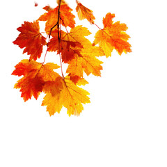 Autumn leaves on a branch against a black background.  Brightly colored leaves