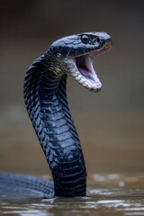 Fototapeta premium Close-up of a rearing, venomous serpent with its mouth open