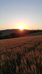 Fototapeta premium Sunset over golden wheat field
