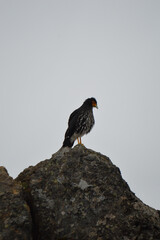 A striking black-and-white bird with orange facial markings perched atop a rugged rock against a gray sky