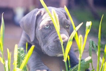 Adorable Two-Month-Old Cane Corso Puppy Portrait
