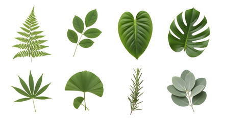Fototapeta premium Collection of various tropical and garden leaves 
