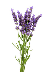 Fototapeta premium Fresh lavender flowers on a white background 