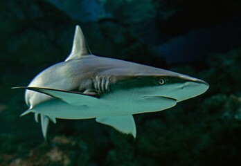 great white shark