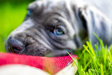 Adorable Two-Month-Old Cane Corso Puppy Portrait