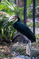 Endangered wreathed hornbill resting inside a secure conservation zone, preserved from deforestation and illegal wildlife trade.