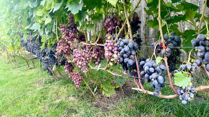 Clusters of Ripe Grapes on Vine in Vineyard