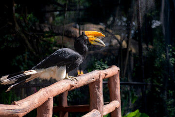 Rhinoceros hornbill (Buceros rhinoceros) sitting peacefully in a wildlife sanctuary, with its vivid...